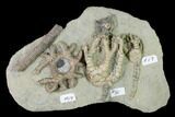 Three Species of Crinoids on One Plate - Crawfordsville, Indiana #150445-1